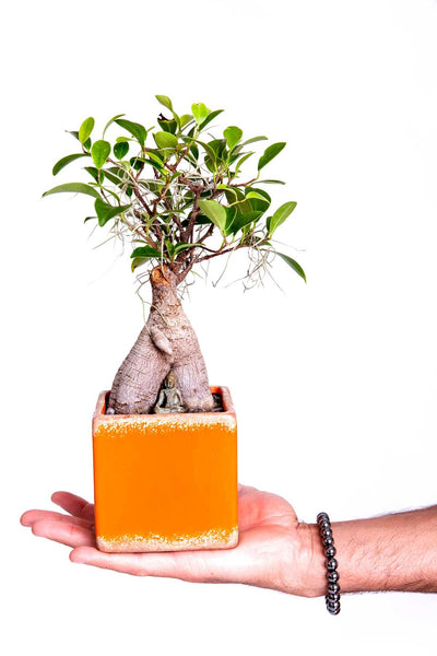 Load image into Gallery viewer, Silver Rock Bracelet - Models and Surf
 Load image into Gallery viewer, Silver Rock Bracelet - Models and Surf