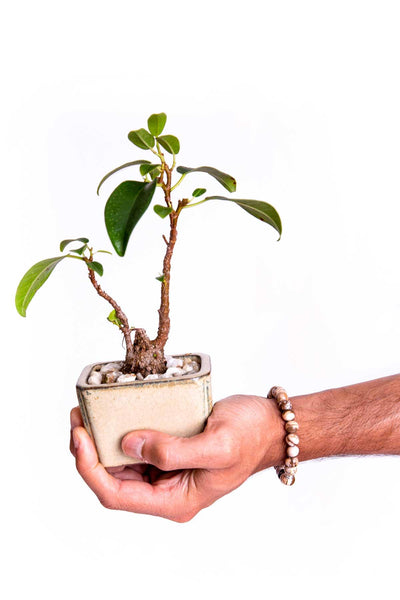 Load image into Gallery viewer, Teahupoo Bracelet - Models and Surf
 Load image into Gallery viewer, Teahupoo Bracelet - Models and Surf