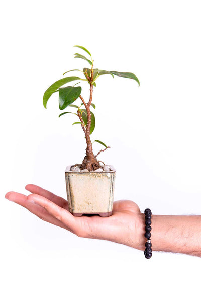 Load image into Gallery viewer, Pipeline Bracelet - Models and Surf
 Load image into Gallery viewer, Pipeline Bracelet - Models and Surf