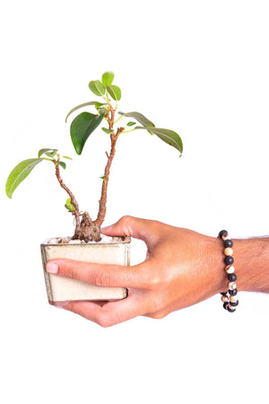 Tamarindo Beach Bracelet - Models and Surf